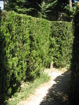 Labyrint v zahradě zámku Villa Pisani.