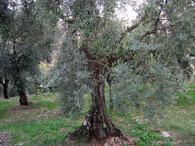 Olivovník (Olea europaea).