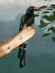 Dudkovec stromový (Phoeniculus purpureus).