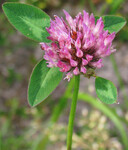 Jetel luční (Trifolium pratense).