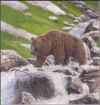 Medvěd jeskynní (Ursus spelaeus).