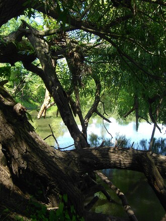 Jedno ze slepých ramen řeky Moravy v oblasti, kde se měla vyhlásit CHKO Soutok