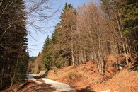 Les nedaleko Špindlerova Mlýna v Krkonoších