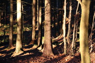 Les nedaleko Harrachova v Krkonoších