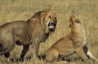 Lev a lvice během milostných hrátek