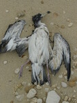 Mrtvý pták na maltském pobřeží