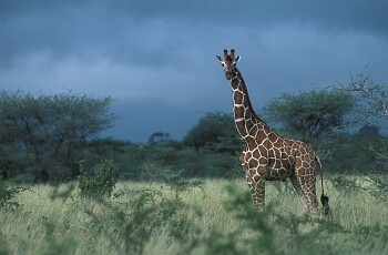 Počty žiraf v parku Garamba zdecimovala desetiletí bojů v zemi i v sousedním Jižním Súdánu. Ještě v roce 1993 tu bylo 356 žiraf; do roku 2007, kdy skončila občanská válka, ale jejich počet klesl na 86