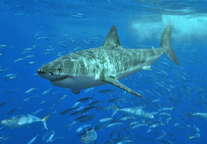Žralok bílý (Carcharodon carcharias) či velký bílý žralok, dříve často nazývaný žralok lidožravý, je žralok z čeledi lamnovitých vyskytující se většinou v pobřežních vodách. Dosahuje maximální délky okolo 7 metrů a hmotnosti i více než 3 tun.