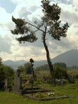 Borovice na hřbitově