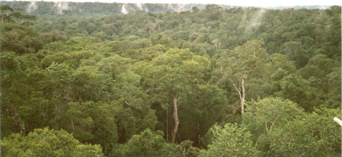 Podle údajů, které zveřejnil brazilský Národní ústav pro výzkum vesmíru (INPE), amazonský prales přišel v prvních devíti měsících letošního roku o zhruba 7000 kilometrů čtverečních plochy. To je velikost srovnatelná s rozlohou Jihomoravského kraje.