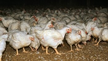Na 30.000 kuřat vybili do dnešního dne na farmě na severu Německa kvůli ptačí chřipce. Laboratoře u nich potvrdily nakažení agresivní kmenem H5N8.