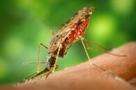 Komár přenášející malárii, Anopheles albimanus