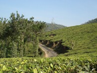 Čajová plantáž v Indii.
