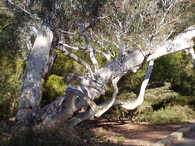 Eucalyptus Mannifera