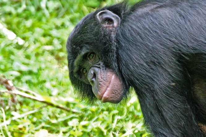 Pes místního lesníka našel minulé úterý ve hvozdu západně od Mnichova nejdřív opičí ruku, poté opičí nohu. Policie se domnívá, že končetiny jsou šimpanze, možná druhu bonobo. / Ilustrační foto