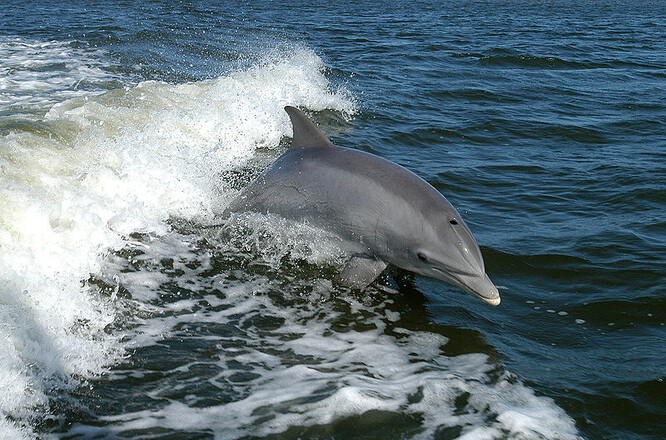 Odcizení a stěhování i nové chovné podmínky nesl těžce i delfín Peter. Tak těžce, že po několika týdnech v Miami spáchal sebevraždu. I toho jsou totiž delfíni schopni.