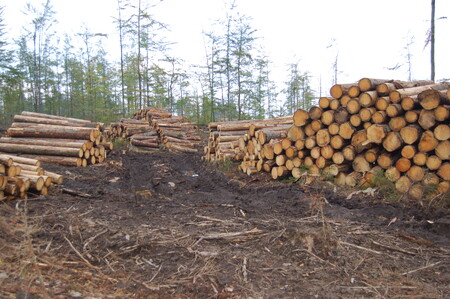 Démon zisku. Pohltí-li dřevaře, zahyne les.