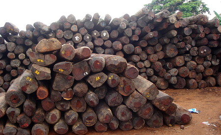 Od roku 2010 se na Madagaskaru palisandrové a ebenové kácet a vyvážet nesmí. Ilustrační snímek palisandrového dřeva.