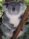 Koala medvídkovitý (Phascolarctos cinereus)