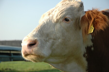 V ČR se ročně vyrobí přes 67.000 tun hovězího a telecího masa. K letošnímu dubnu se v ČR chovalo podle údajů Českého statistického úřadu 1,42 milionu kusů skotu, z toho 587.322 krav.