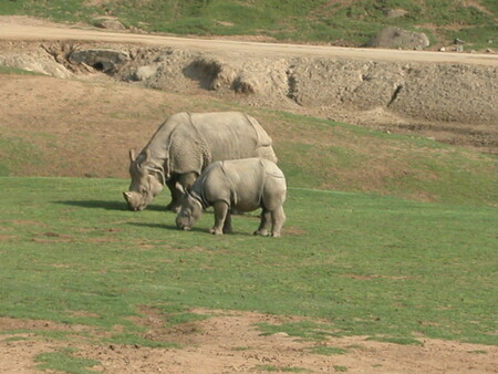 Vietnam je významné odbytiště nejen nosorožčích rohů. Vietnam je významné odbytiště nejen nosorožčích rohů.