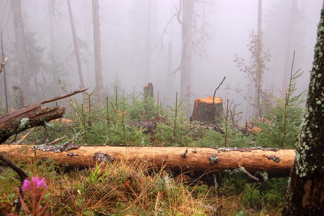 "Tlející dřevo je takovým šumavským fenoménem, hlavně kvůli tomu, že Šumava jsou především pralesy, pralesní zbytky, jsou to lesy, kde je velká míra bezzásahovosti, a to s sebou přináší právě tlející dřevo."