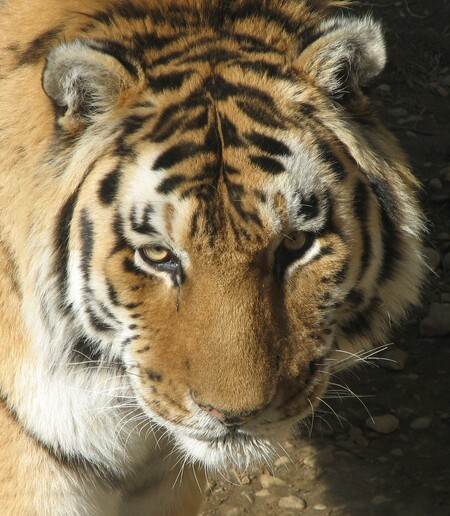 Tygr sibiřský je největší kočkovitou šelmou světa. Ve volné přírodě jich žije kolem 500 a v zoologických zahradách kolem tisícovky. V Evropě je chová zhruba 190 zahrad.