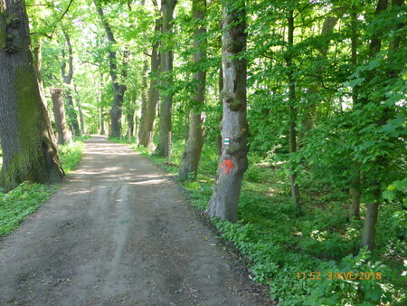 Jedna z nejstarších dubových alejí na Moravě u rybníka Kolečko v Tovačově v Olomouckém kraji.