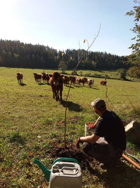 Členové Českého svazu ochránců přírody Šumava v letošním roce pomohli lipám v Bohumilické aleji na Vimpersku.