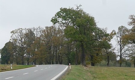 Podle sdružení Arnika se situace zlepšuje celorepublikově a vysázených stromů přibývá.  Loni v Česku kolem krajských cest zmizelo 16 911 stromů a nahradilo je 14 960 nových.
