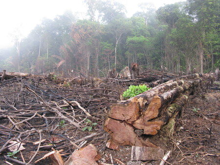 Hlavním hybatelem nelegální těžby je zahraniční poptávka po surovinách a produktech, které jsou pěstovány na nelegálně odlesněných plochách. Na snímku vytěžený prales v Amazonii.