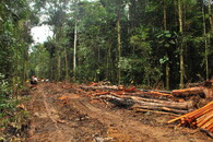 Kácení v Amazonii