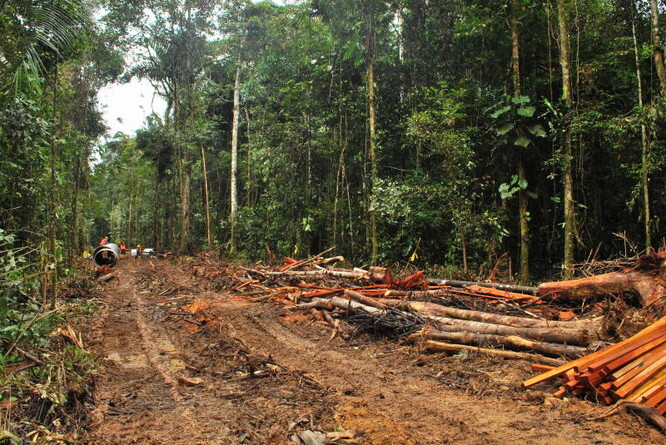 Na globálních, ryze antropogenních emisích, se odlesnění podílí asi 8 % celkového úhrnu.