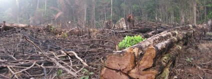 Vypalování lesa v Amazonii Foto: guentermanaus Shutterstock