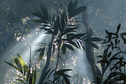 V Amazonii má být vyseto 73 milionů stromů. Ilustrační snímek.