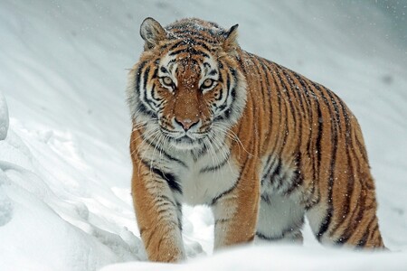 Tygr sibiřský je největší žijící druh tygra na světě.