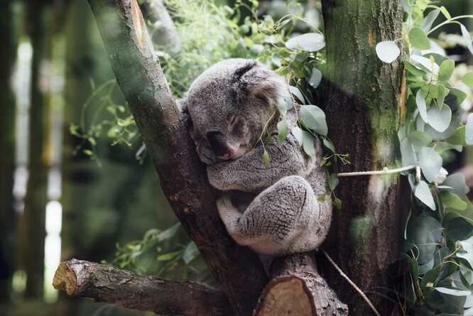 Koala patří k nějvětším spáčům spolu s netopýrem hnědavým.