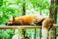 spící liška