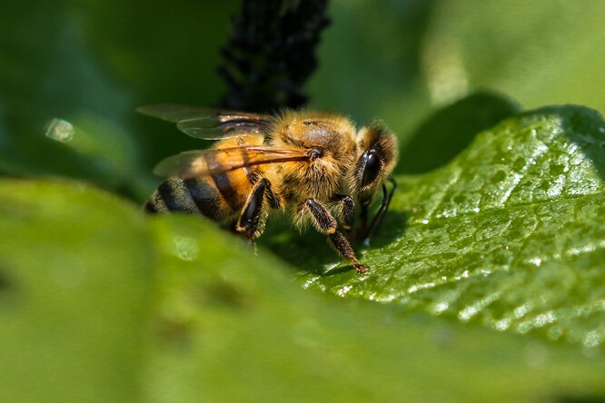 Lípa poskytuje včelám pastvu i po odkvětu v podobě tzv. medovice, cukernatém produktu mšic.