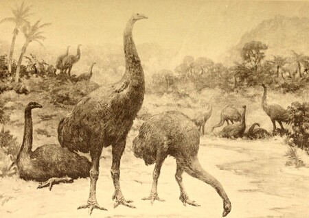 Za vyhynutím ptáků moa nestojí změna klimatu, ale lidé. Za vyhynutím ptáků moa nestojí změna klimatu, ale lidé.