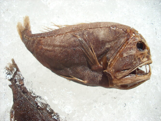Anoplogaster cornuta.