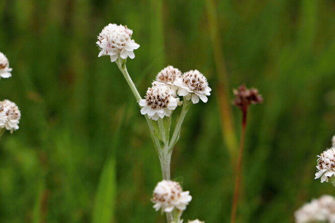 Kociánek dvoudomý. Kociánek dvoudomý.