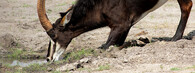 Antilopa vraná