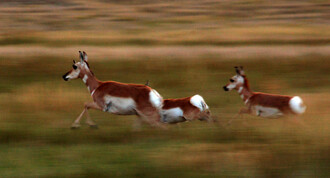 Klademe-li si otázku, proč antilopa skáče, ptáme se, jak tím zajišťuje množení svých genů.