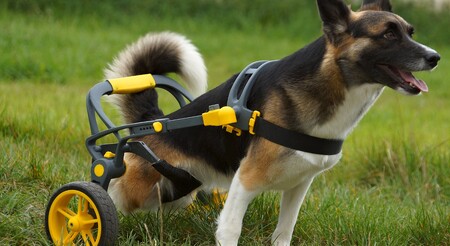 Model AniGo je podle firmy prvním a jediným komerčním vozíkem pro invalidní zvířata na celosvětovém trhu, který lze vyrábět prostřednictvím 3D tisku zcela na míru velikosti zvířat a druhu jejich postižení.