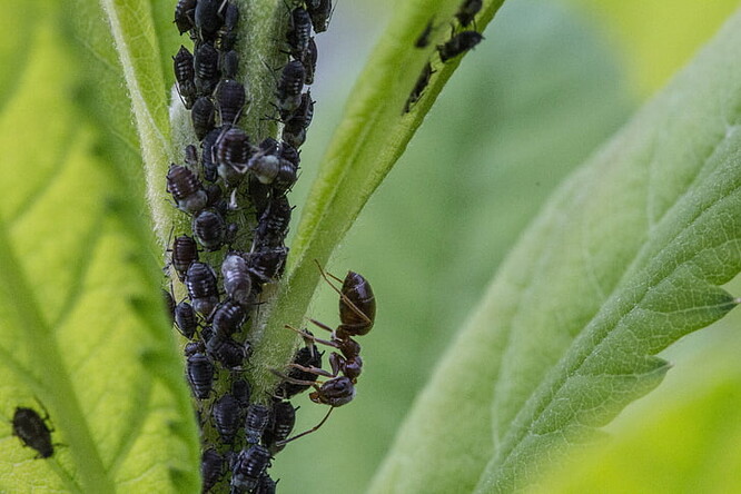 Mravenci si mšice chovají podobně jako lidé hospodářská zvířata.