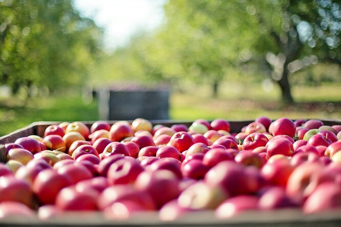 Cenu jablek ovlivnilo embargo na dovoz potravin mezi Ruskem a Evropskou unií po ruské okupaci ukrajinského Krymu v roce 2014.