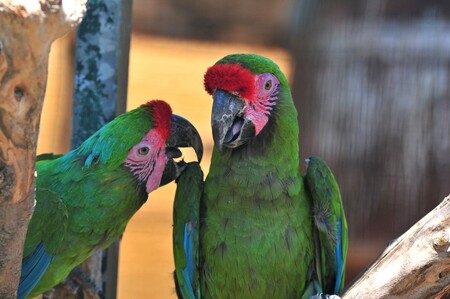Velké papoušky, jako jsou kakadu žlutolící sumbští, kakadu brýloví nebo ara vojenští, mohou návštěvníci vidět pouze uvnitř expozice