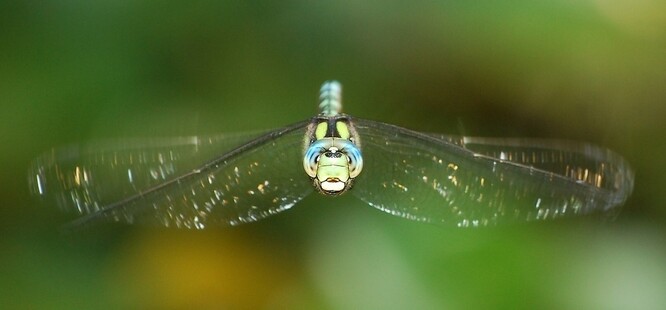 Šídlo královské v letu. Šídlo královské v letu.