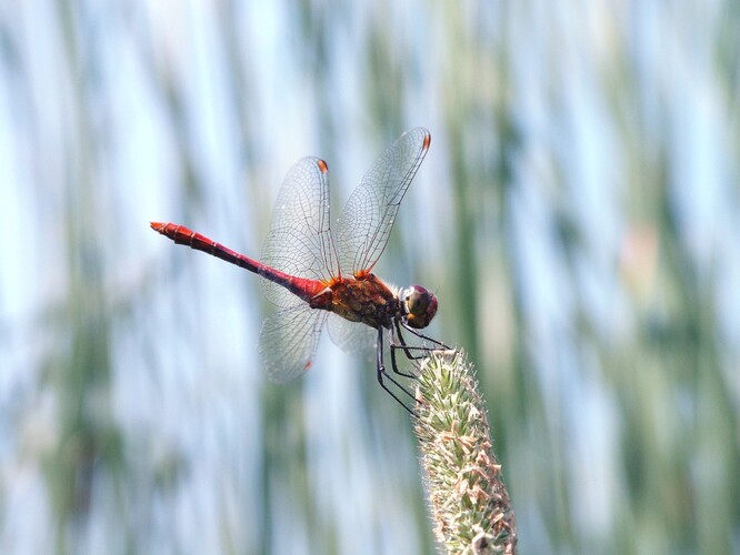 Vážka rudá. Vážka rudá.